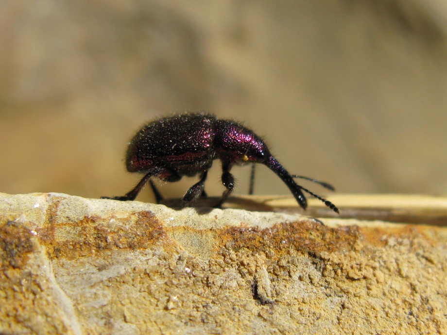 Rhynchites bacchus o Rhynchites auratus